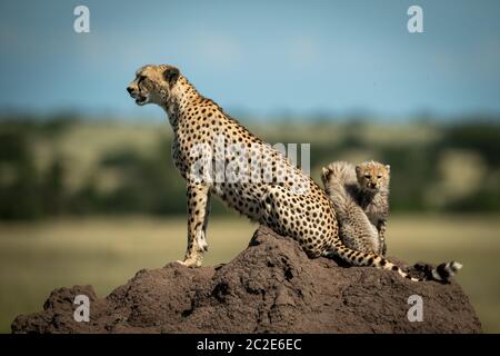 Cheetah sitzen auf Hügel, der mit Jungen hinter Stockfoto