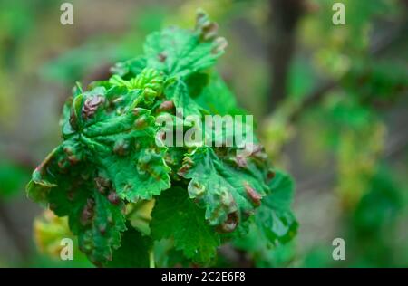 Johannisbeerblätter verdreht und in roten Blasen, Flecken auf einem verschwommenen grünen Hintergrund. Krankheiten der schwarzen und roten Johannisbeere. Rote Gallenaphid oder Pilzkrankheit Stockfoto