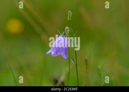 Campanula cochleariifolia (auch Campanula cochlearifolia) im Herbst in den alpen Stockfoto