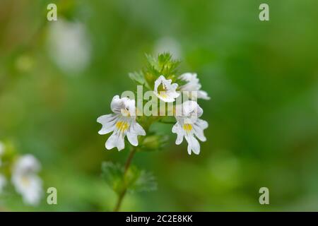 Die Blüten der Eyebright Euprasia rostkoviana. Blüte, Ökosystem. Stockfoto