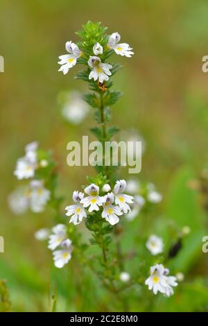 Die Blüten der Eyebright Euprasia rostkoviana. Blüte, Ökosystem. Stockfoto