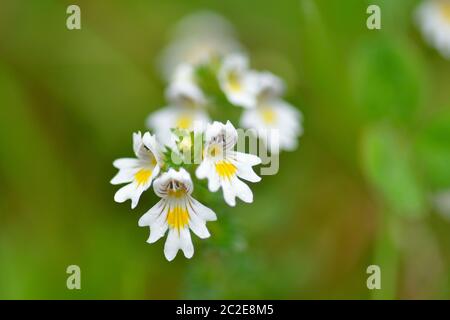 Die Blüten der Eyebright Euprasia rostkoviana. Blüte, Ökosystem. Stockfoto