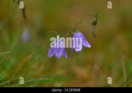 Campanula cochleariifolia (auch Campanula cochlearifolia) im Herbst in den alpen Stockfoto