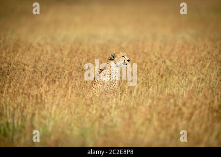 Cheetah sitzt in der Mitte der langen Gras Stockfoto