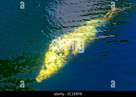 Kegelrobbe (Halichoerus grypus) schwimmt in der Ostsee - Hel, Pommern, Polen Stockfoto