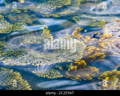 Verschiedene Arten, Formen und Farben von Flachwasserkorallen, wie sie von der Oberfläche während Ebbe Gezeiten in KaNyaka Island, Süd-Mosambik gesehen Stockfoto