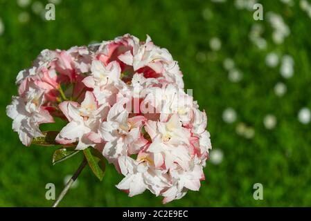 Weiße, zartrosa Rhododendronblüten im Sommerpark, verschwommene grüne Blätter, natürlicher organischer Hintergrund. Stockfoto