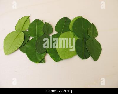 Frische Kaffir-Limettenblätter Stockfoto