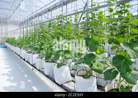 Cantaloupe Melonen junge Pflanze wächst in Gewächshaus Bio-Bauernhof Stockfoto