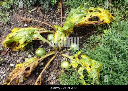 Mandrake Mandragora fruchtende, verblassende Blätter Stockfoto