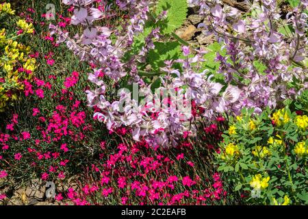 Roter Dianthus Rubin Salvia sclarea Stockfoto