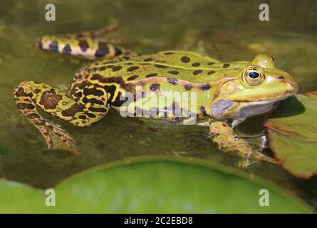 Teichfrosch oder Wasserfrosch Pelophylax esculentus Stockfoto