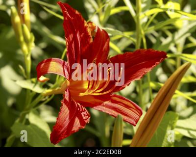 Feuerlilie (Lilium bulbiferum), Nahaufnahme Stockfoto