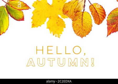 Hallo, Herbst Design-Vorlage mit leuchtend gelben und orangefarbenen Herbstblättern Stockfoto