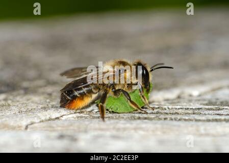 Blattschneiderbiene (Megachilidae) wahrscheinlich die Patchwork-Blattschneiderbiene (Megachile centuncularis), die mit geschnittenen Blättern auf einem Gartentisch ruht Stockfoto