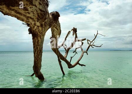 Nahaufnahme eines toten, gefallenen Baumes, der in türkisfarbenes Wasser reicht, am Strand von Cayo Zapatilla #1 Insel, Provinz Bocas del Toro, Panama. Oktober 2018 Stockfoto