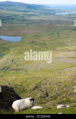 Schaf mit einem malerischen Blick auf die Berge auf der Kerry Way in County Kerry Irland Stockfoto