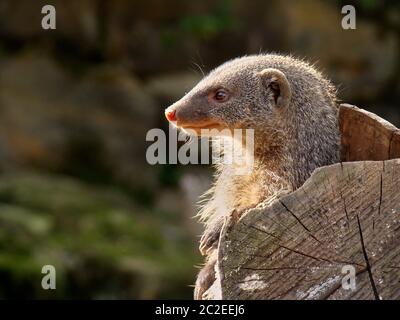 Nahaufnahme einer mangusten. Der Kopf ist im Profil zu sehen. Die schleichkatzen sehen Sie auf der linken Seite. Auf der linken Seite gibt es einen kostenlosen Platz für Text Stockfoto
