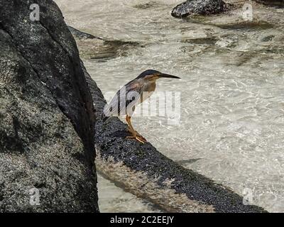Ein Mangrovenreiher, genannt Butorides striata, sucht ständig nach Nahrung. Er hockt auf einem Holzsockel zwischen den Felsen im flachen klaren Wasser auf Th Stockfoto