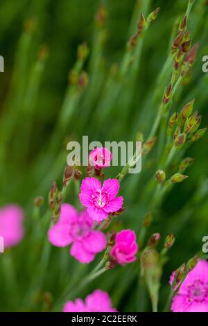 Dianthus Canescens hell rosa Blume mit grünem Laub und flache Tiefenschärfe Stockfoto