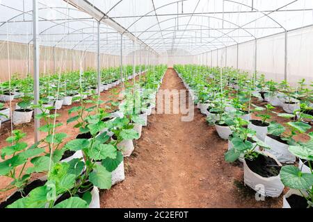 Cantaloupe Melonen junge Pflanze wächst in Gewächshaus Bio-Bauernhof Stockfoto