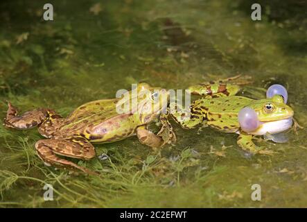 Zwei Teichfrösche Pelophylax esculentus Stockfoto