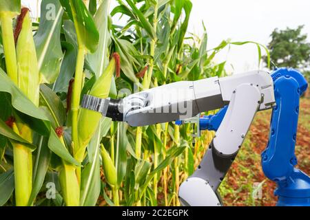 Landwirtschaftliche Roboter Assistent Ernte Hühneraugen, um das Maiswachstum zu analysieren, Smart Farm Konzept Stockfoto