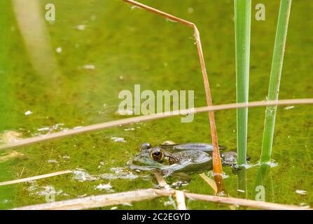 American Bullfrog, Rana catesbeiana, in einem Teich im Desert Botanical Garden, Phoenix, Arizona Stockfoto