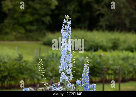 Wunderschöne blaue Blume. Delphinium elatum Cluster in Blüte im Garten. Stockfoto