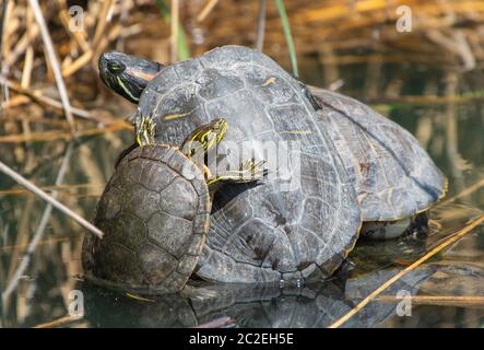 Drei Rotohrige Slider, Trachemys scripta elegans, sonnen sich auf einem schwimmenden Zweig im Ufergebiet von Water Ranch, Gilbert, Arizona Stockfoto