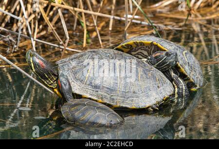 Drei Rotohrige Slider, Trachemys scripta elegans, sonnen sich auf einem schwimmenden Zweig im Ufergebiet von Water Ranch, Gilbert, Arizona Stockfoto