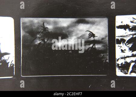 Feine 70er Jahre Vintage Kontaktdruck schwarz-weiß extreme Fotografie von Wildpflanzen wachsen in den Feldern. Stockfoto