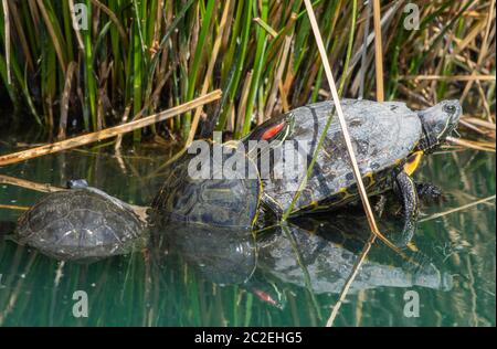 Drei Rotohrige Slider, Trachemys scripta elegans, sonnen sich auf einem schwimmenden Zweig im Ufergebiet von Water Ranch, Gilbert, Arizona Stockfoto