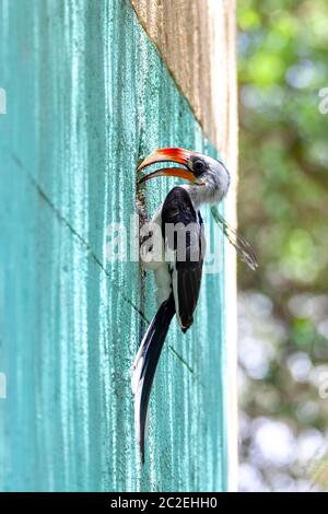 Mittlere Vogel von der Decken's Hornbill am Nest. Tockus deckeni, Lake Chamo, Arba Minch, Äthiopien Tierwelt Stockfoto