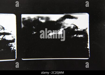 Feine 70er Jahre Vintage Kontaktdruck schwarz-weiß extreme Fotografie von Wildpflanzen wachsen in den Feldern. Stockfoto