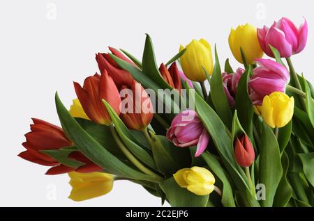 Gelbe, rote und violette Tulpen auf einem weißen Stockfoto