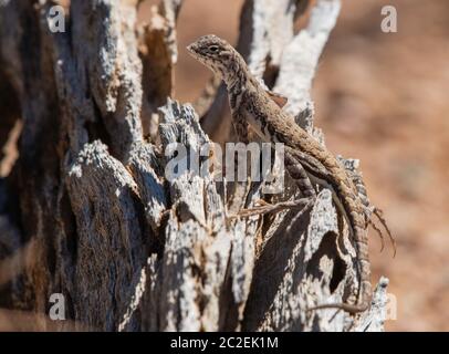 Gemeine Zebraschwanzechse, Callisaurus draconoides draconoides, im Saguaro National Park, Arizona Stockfoto