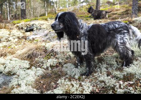 Spaniel und Cairn-Terrier im Frühlingswald auf der Jagd Stockfoto