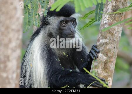 Ein nachdenklicher Kolobusaffe sitzt im Baum Stockfoto