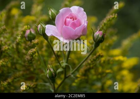 Rosa (Rosa sp.) Stockfoto