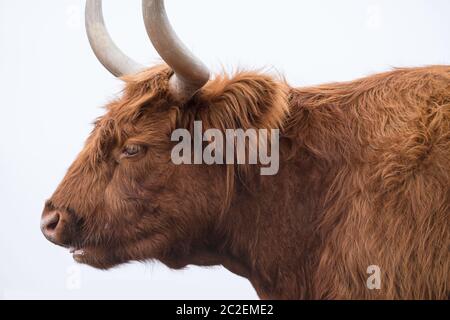 Wiederkäuende gehörnte Highland Cow auf der Churchill Island Heritage Farm, Phillip Island, Victoria, Australien. Isoliert auf weißem Hintergrund Stockfoto