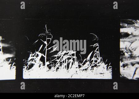 Feine 70er Jahre Vintage Kontaktdruck schwarz-weiß extreme Fotografie von Wildpflanzen wachsen in den Feldern. Stockfoto