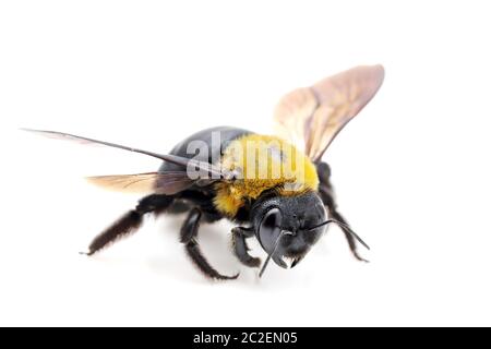 Tischler biene Xylocopa pubescens auf weißem Hintergrund Stockfoto