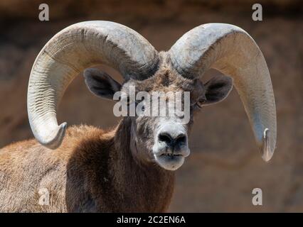 Desert Bighorn RAM, Ovis canadensis nelsoni, im Arizona-Sonora Desert Museum, in der Nähe von Tucson, Arizona. (Unverlierbar) Stockfoto