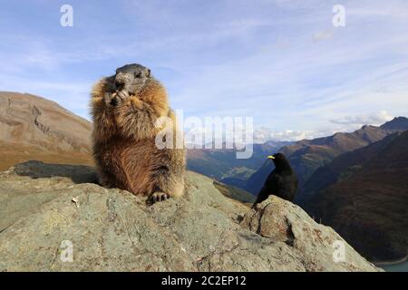 Ein Murmeltier und ein alpiner Stumpf zusammen auf einem Felsen In den Bergen Österreichs Stockfoto