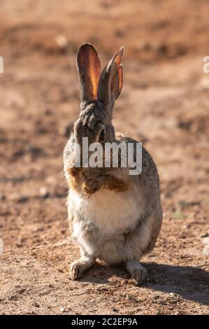 Desert Cottontail, Sylvilagus audubonii, im Uferschutzgebiet bei Water Ranch, Gilbert, Arizona Stockfoto