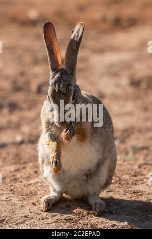 Desert Cottontail, Sylvilagus audubonii, im Uferschutzgebiet bei Water Ranch, Gilbert, Arizona Stockfoto