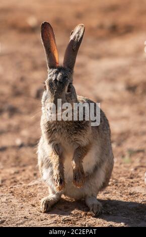 Desert Cottontail, Sylvilagus audubonii, im Uferschutzgebiet bei Water Ranch, Gilbert, Arizona Stockfoto