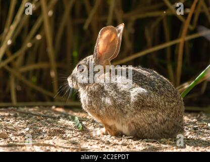 Desert Cottontail, Sylvilagus audubonii, im Uferschutzgebiet bei Water Ranch, Gilbert, Arizona Stockfoto