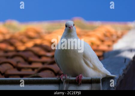 Wunderschöne weiße Taube (Columba livia) in Kamera von der Dachterrasse mit verschwommenem Hintergrund Stockfoto